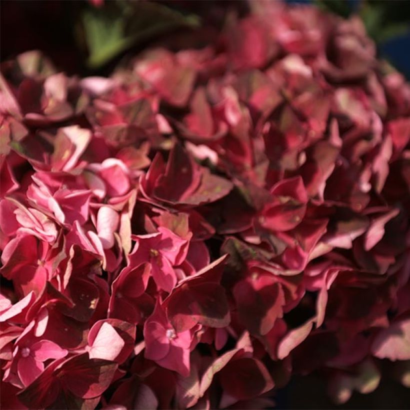 Hortensia - Hydrangea macrophylla Magical Crimson (Flowering)