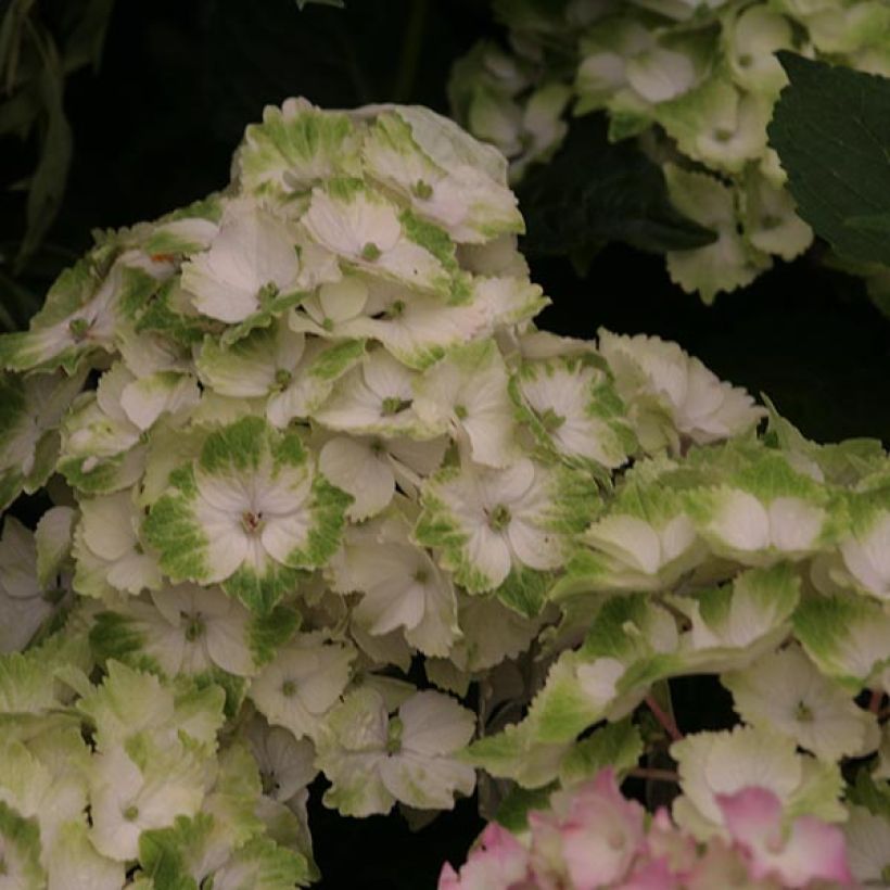 Hortensia - Hydrangea macrophylla Magical Noblesse (Flowering)