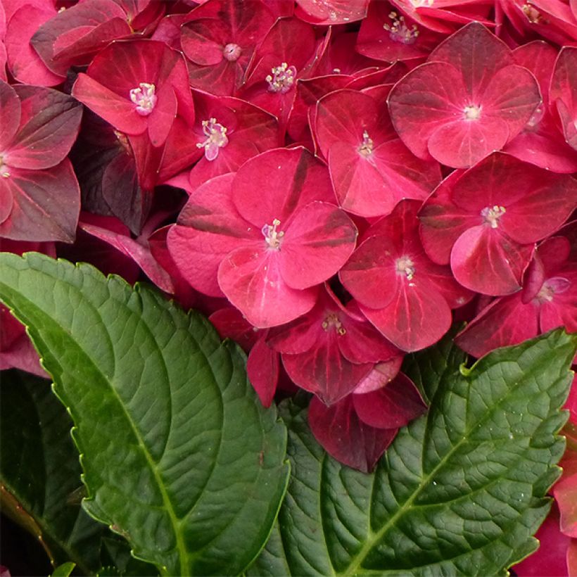 Hortensia - Hydrangea macrophylla Magical Ruby Tuesday (Foliage)