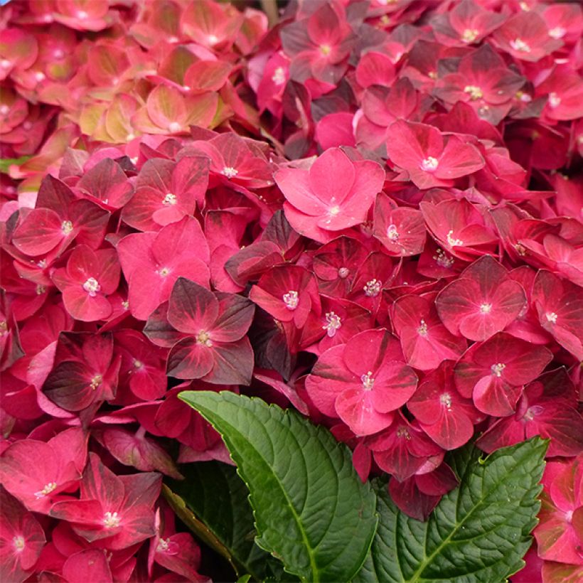 Hortensia - Hydrangea macrophylla Magical Ruby Tuesday (Flowering)