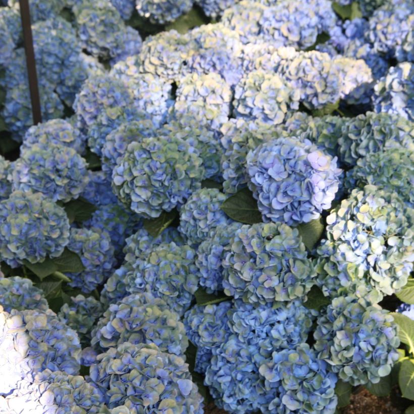 Hortensia macrophylla Mathilde Gutges (Flowering)