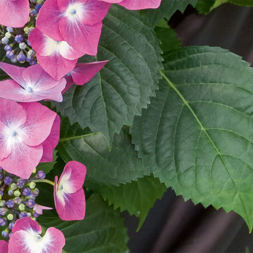 Hortensia - Hydrangea macrophylla Mousmee (Foliage)