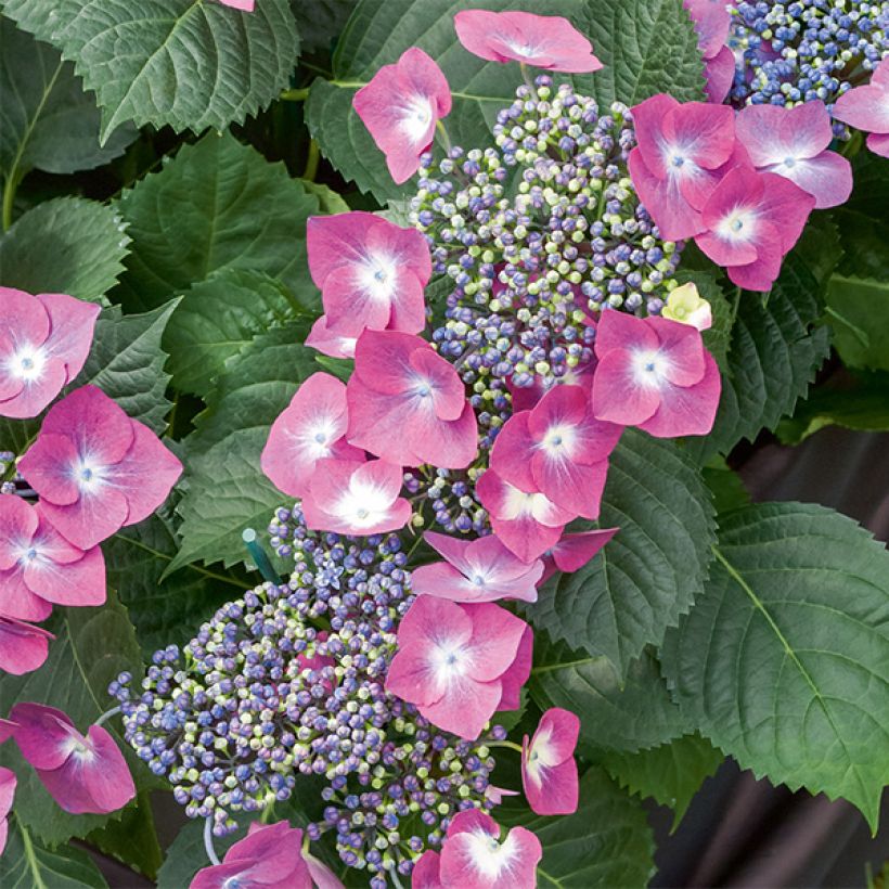 Hortensia - Hydrangea macrophylla Mousmee (Flowering)
