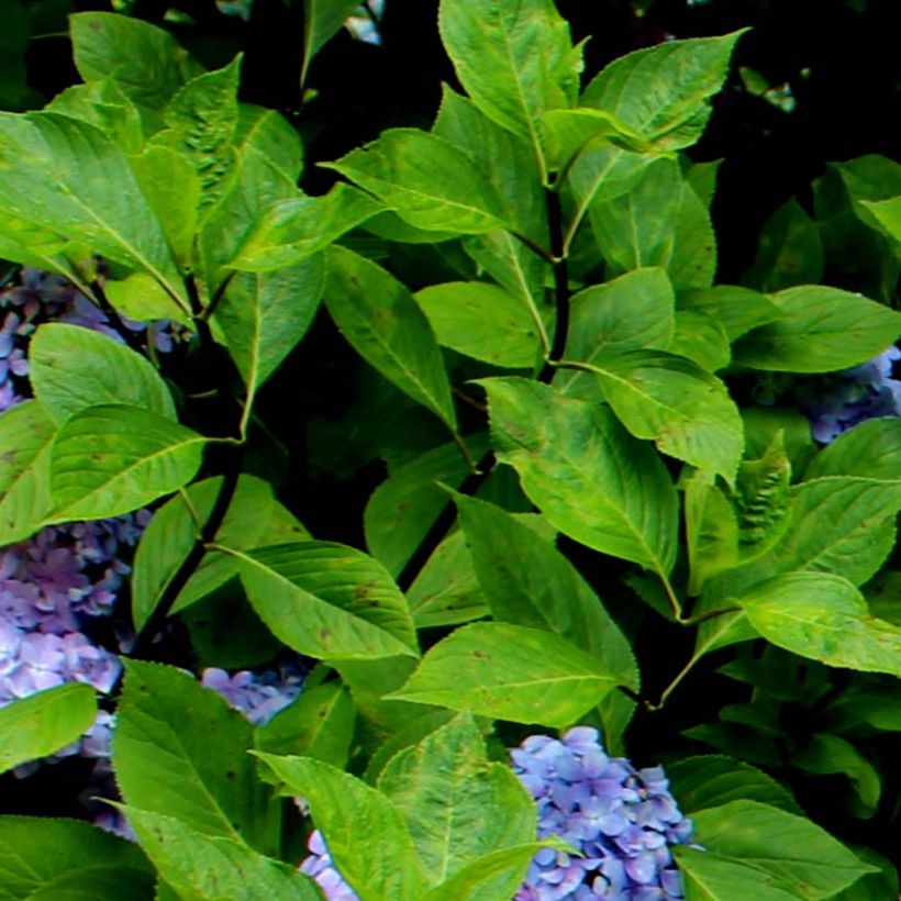 Hortensia - Hydrangea macrophylla Nigra (Foliage)
