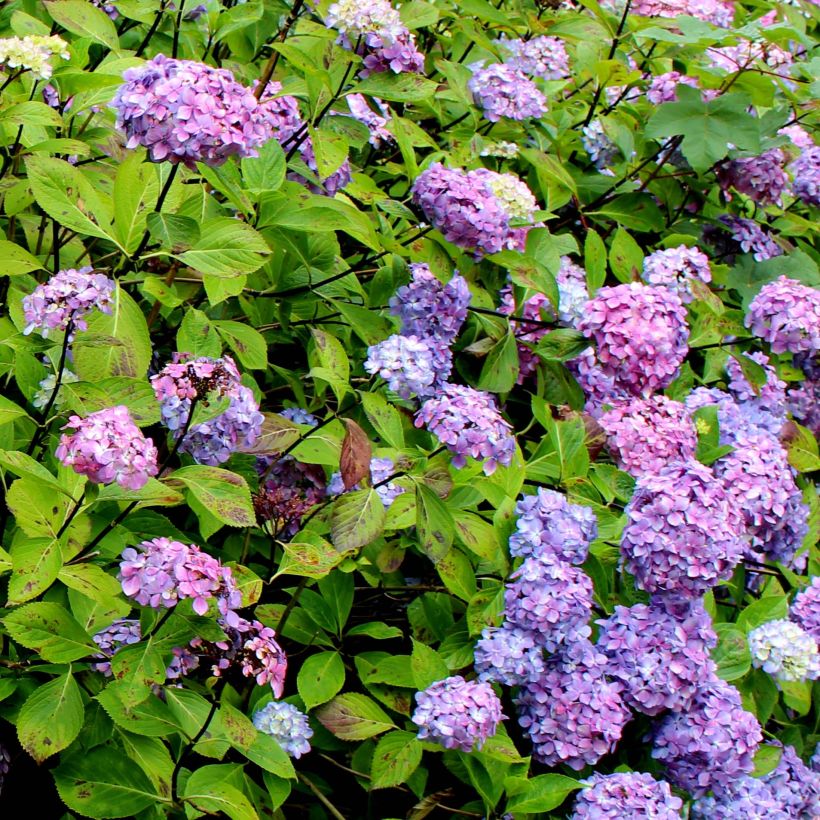 Hortensia - Hydrangea macrophylla Nigra (Flowering)