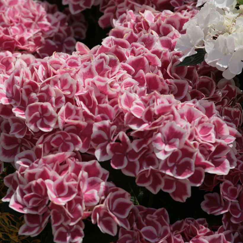 Hortensia - Hydrangea macrophylla Red Ace (Flowering)