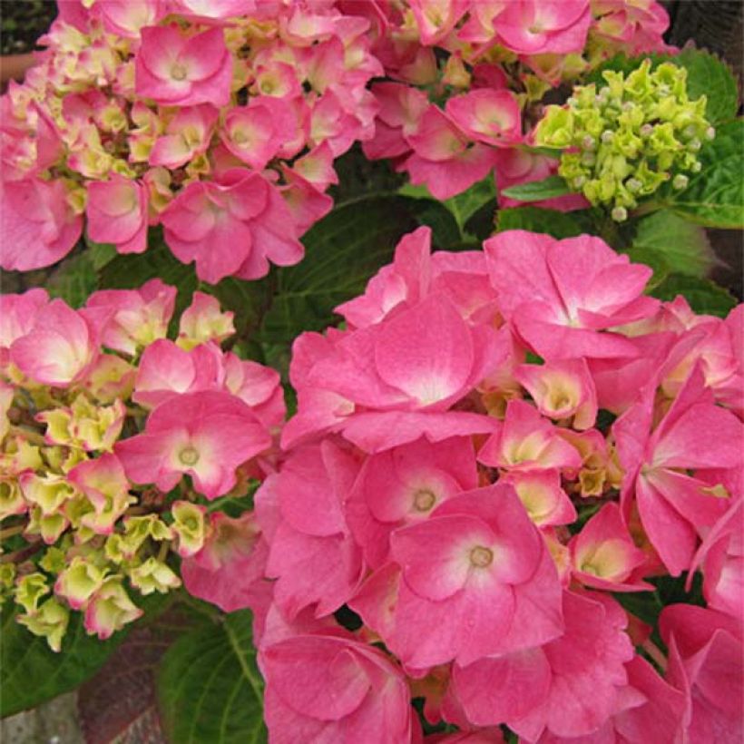 Hortensia - Hydrangea macrophylla Rosita (Flowering)