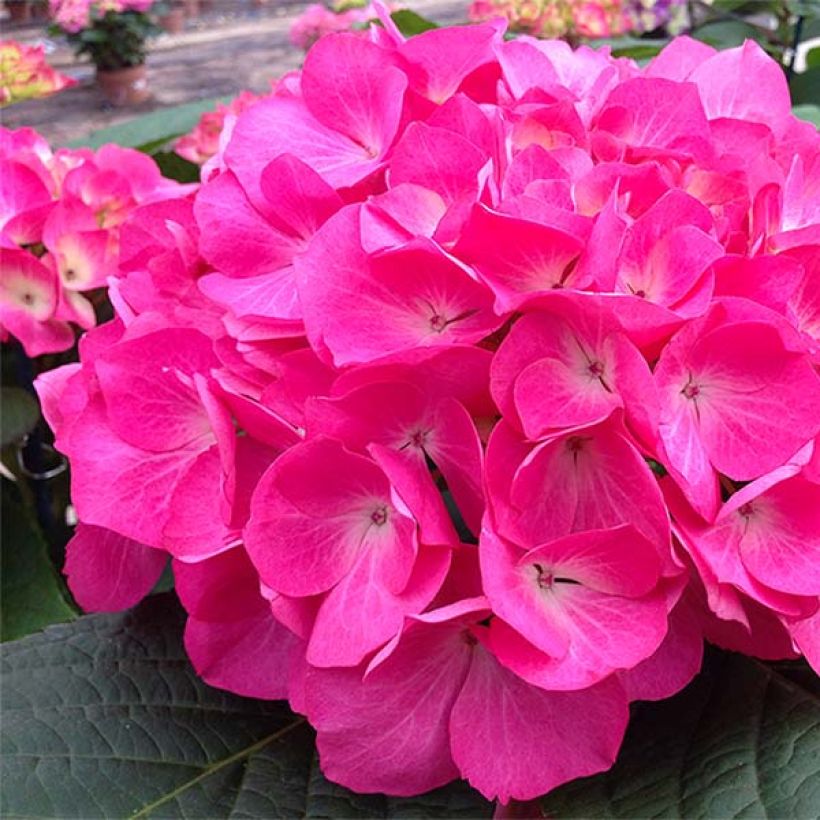 Hortensia - Hydrangea macrophylla Saskia (Flowering)