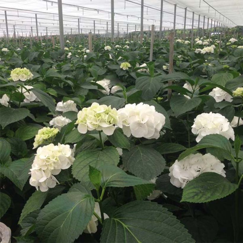 Hortensia - Hydrangea macrophylla Schneeball (Flowering)