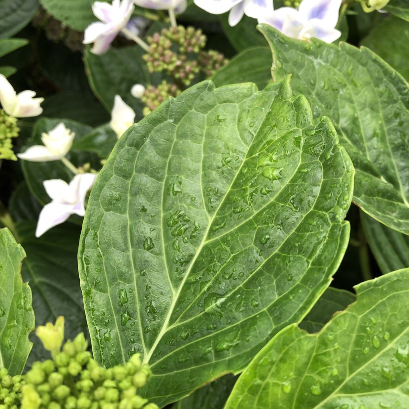 Hortensia - Hydrangea macrophylla Stargazer (Foliage)