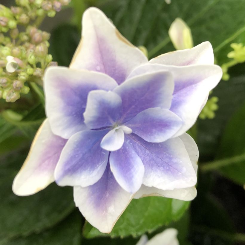 Hortensia - Hydrangea macrophylla Stargazer (Flowering)
