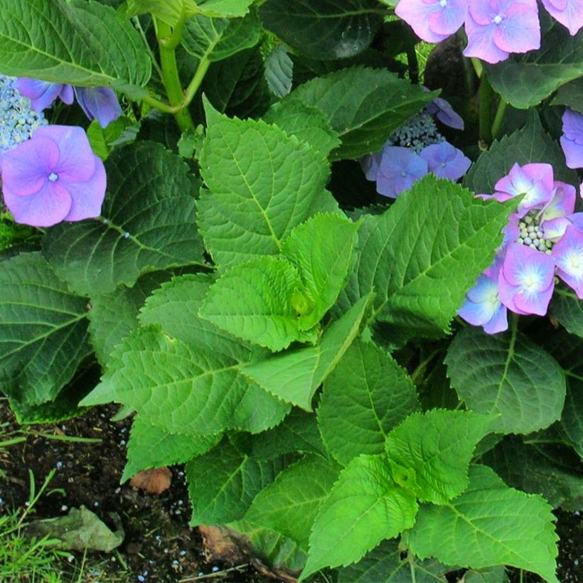 Hortensia macrophylla Teller Blue (Foliage)
