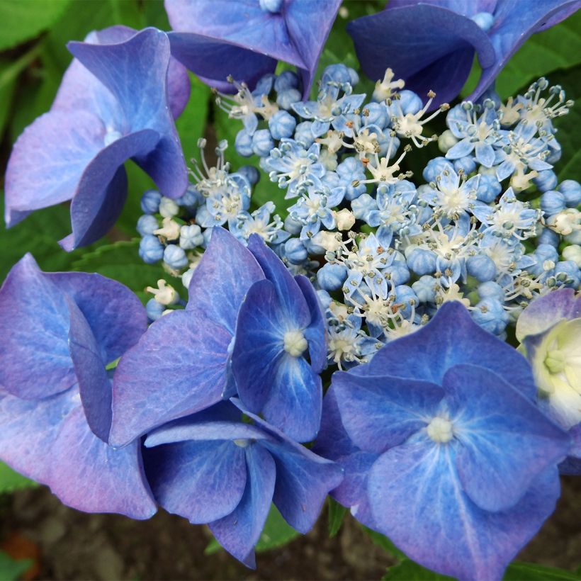 Hortensia macrophylla Teller Blue (Flowering)