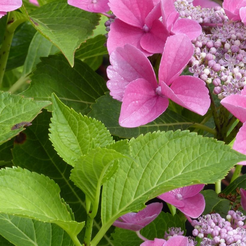 Hortensia - Hydrangea macrophylla Teller Pink (Foliage)