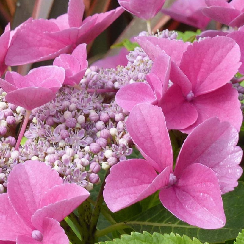 Hortensia - Hydrangea macrophylla Teller Pink (Flowering)