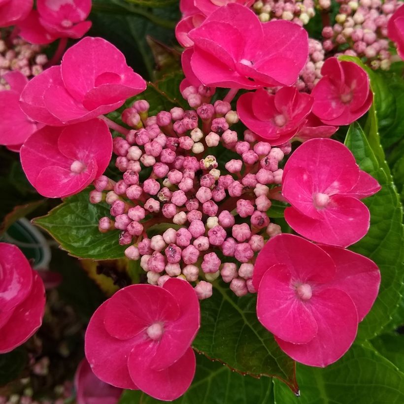 Hortensia macrophylla Teller Red (Flowering)