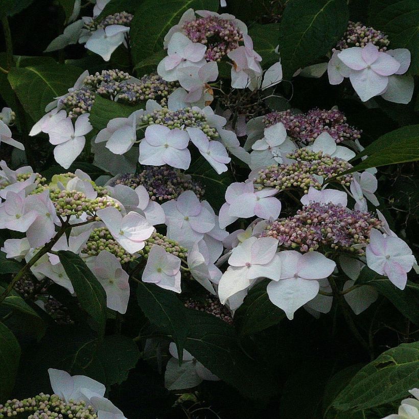 Hortensia - Hydrangea macrophylla Veitchii (Flowering)