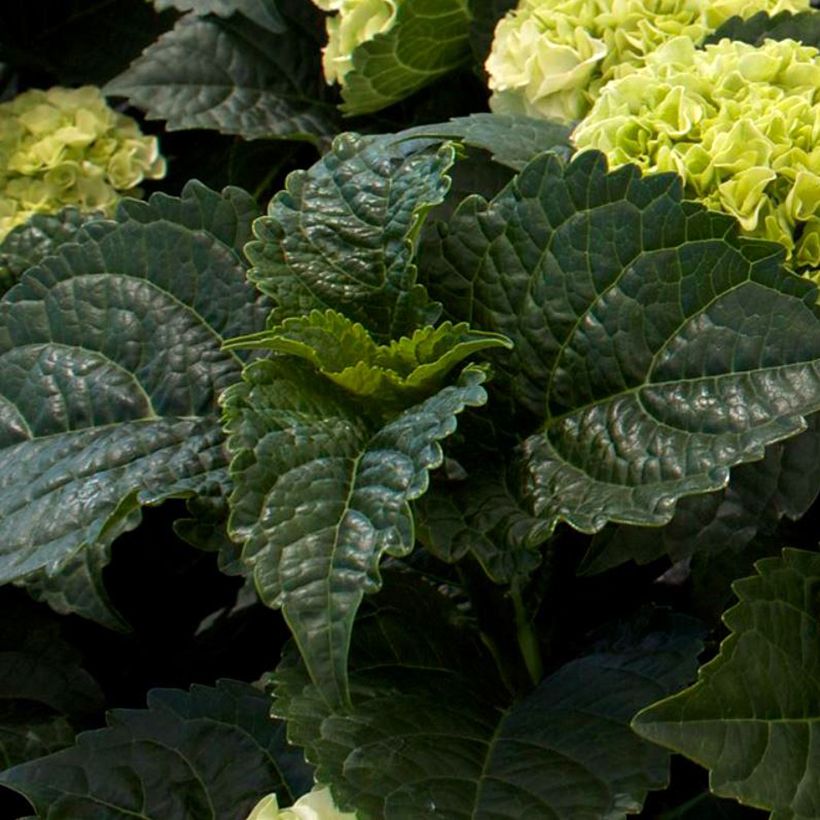 Hortensia - Hydrangea macrophylla Wudu (Foliage)