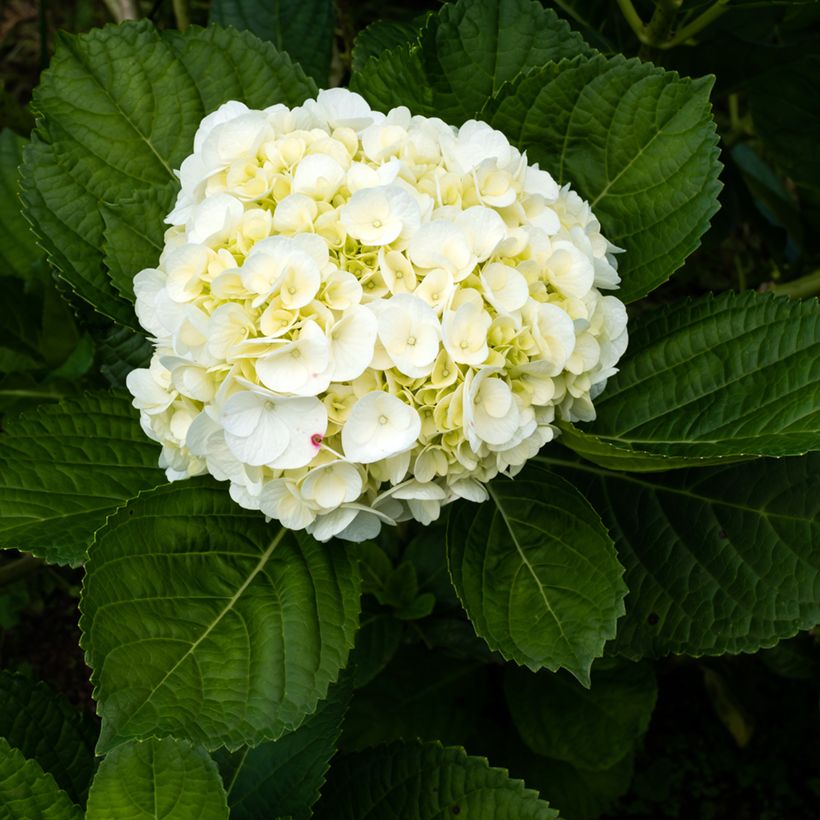 Hortensia - Hydrangea macrophylla Wudu (Flowering)