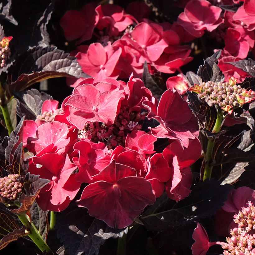 Hortensia - Hydrangea macrophylla x serrata After Midnight (Flowering)