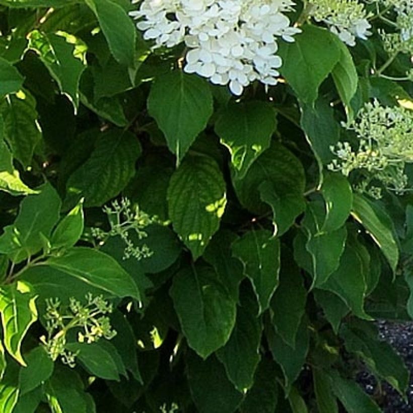 Hydrangea paniculata Bombshell - Hortensia paniculé (Foliage)
