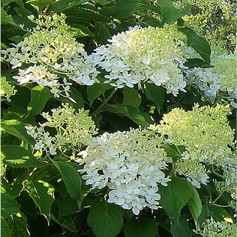 Hydrangea paniculata Bombshell - Hortensia paniculé (Flowering)
