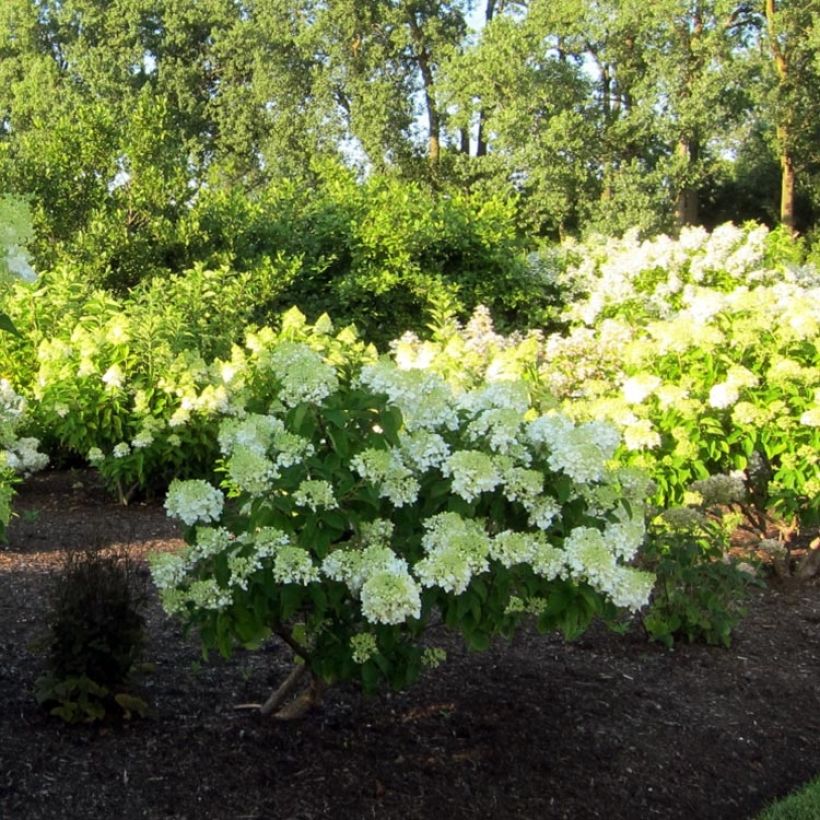 Hydrangea paniculata Bombshell - Hortensia paniculé (Plant habit)