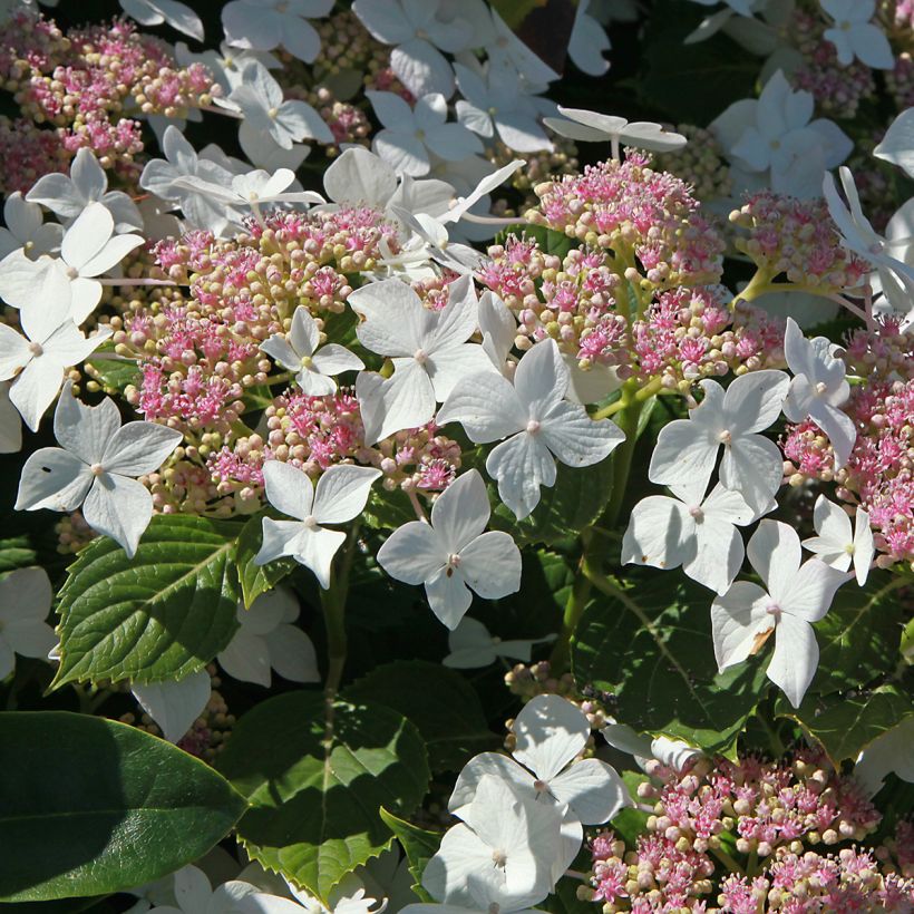 Hydrangea paniculata Confetti - Hortensia paniculé (Flowering)