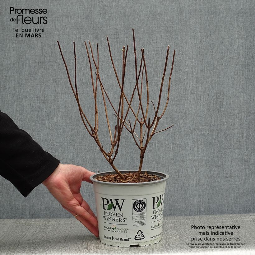 Example of Hydrangea paniculata Confetti - Hortensia paniculé Pot de 2L/3L as you get in printemps