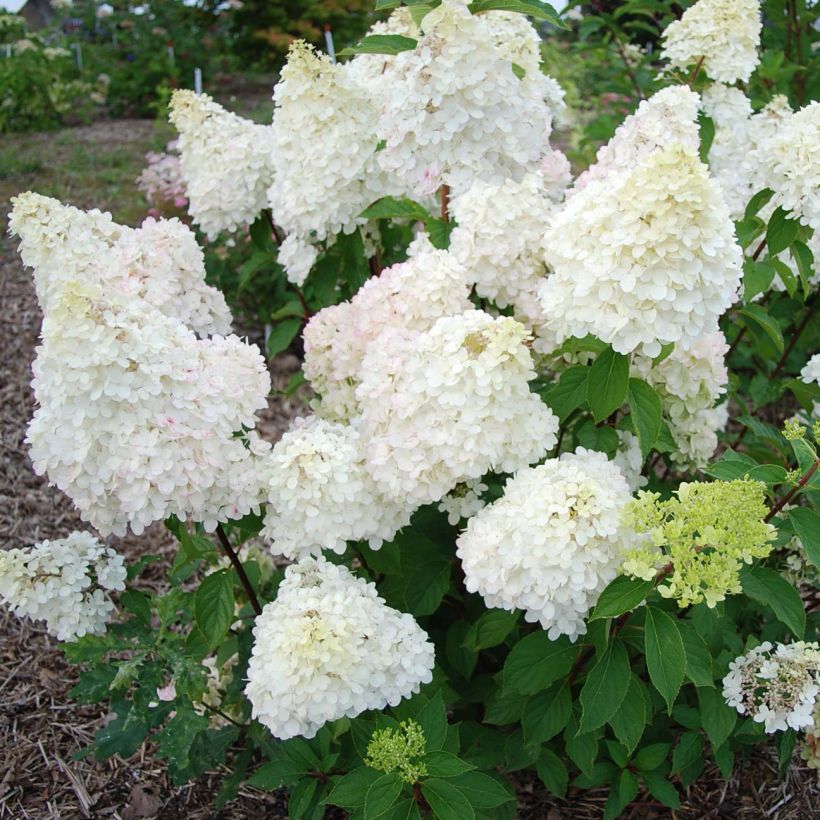 Hydrangea paniculata Diamantino - Hortensia paniculé (Flowering)
