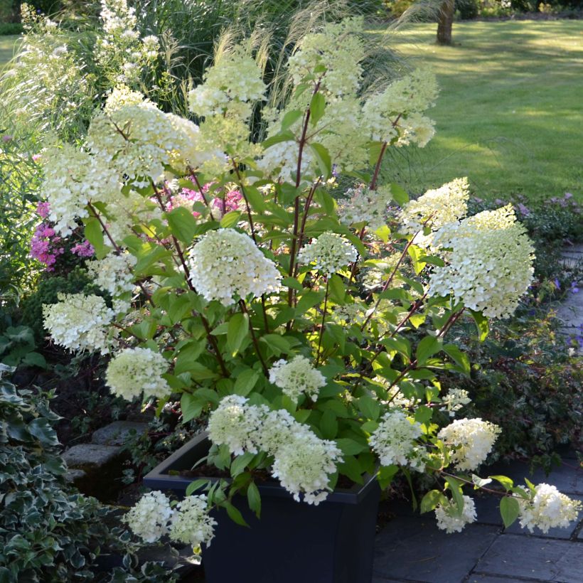 Hydrangea paniculata Diamantino - Hortensia paniculé (Plant habit)