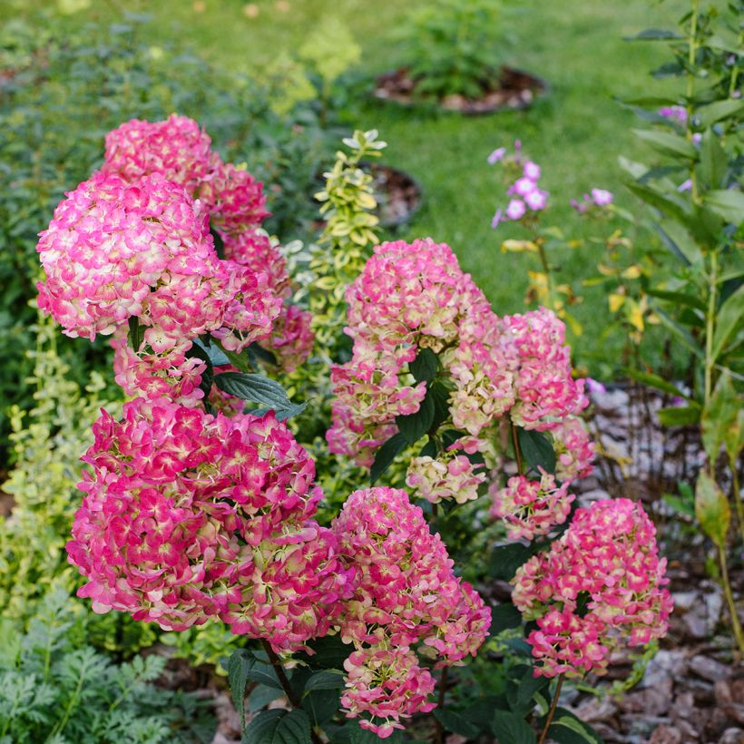 Hydrangea paniculata Framboisine  - Hortensia paniculé (Plant habit)