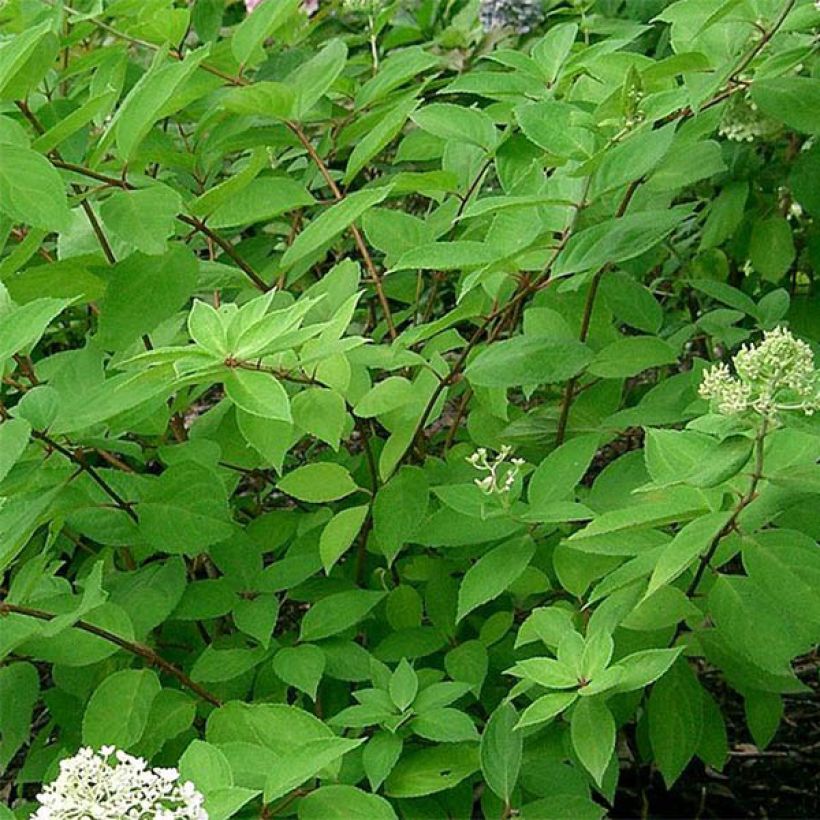 Hydrangea paniculata Grandiflora - Hortensia paniculé (Foliage)