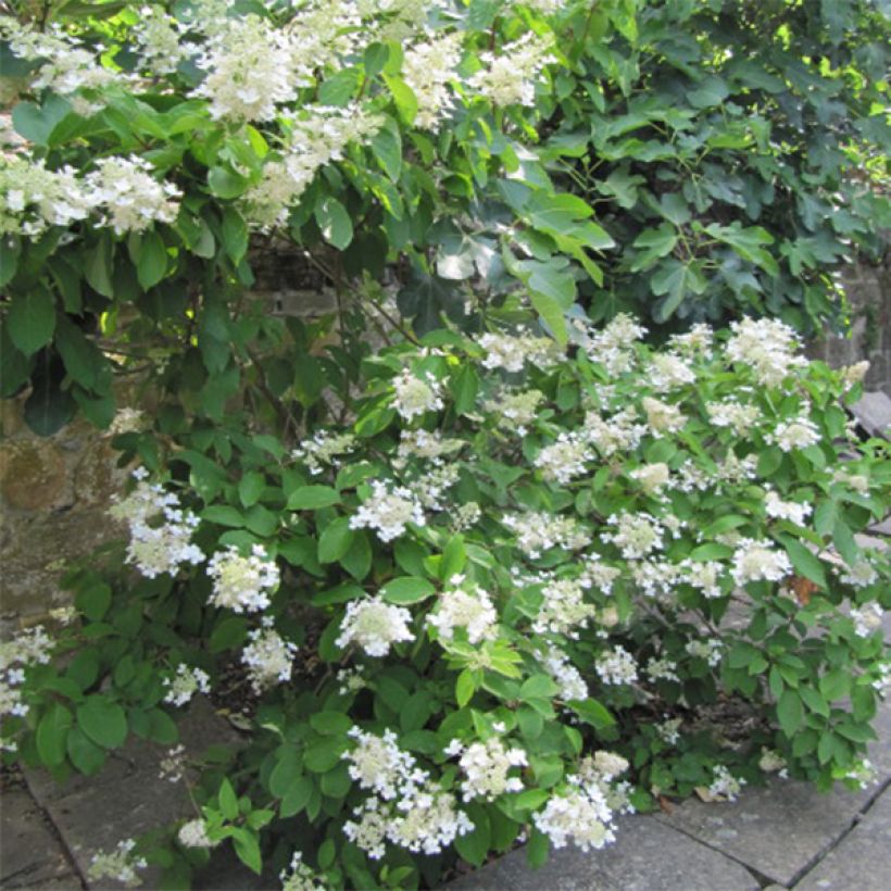 Hydrangea paniculata Grandiflora - Hortensia paniculé (Plant habit)