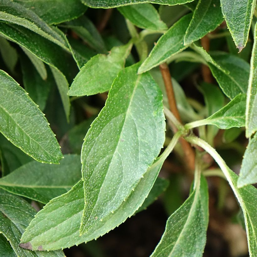 Hydrangea paniculata Groundbreaker Blush - Hortensia paniculé nain (Foliage)