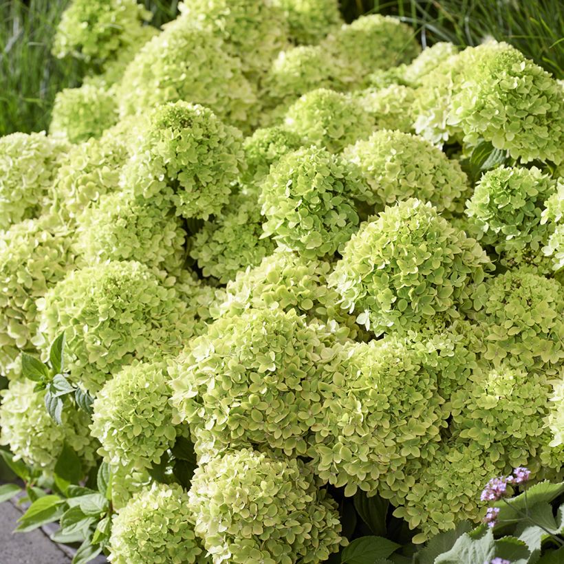 Hydrangea paniculata Groundbreaker Greeny - Hortensia paniculé nain (Flowering)