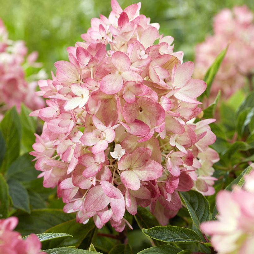 Hydrangea paniculata Groundbreaker Blush - Hortensia paniculé nain (Flowering)