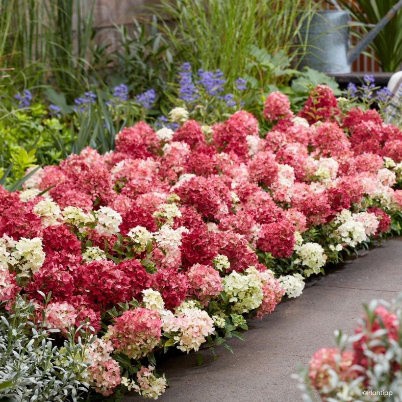 Hydrangea paniculata Groundbreaker Ruby - Hortensia paniculé nain (Plant habit)