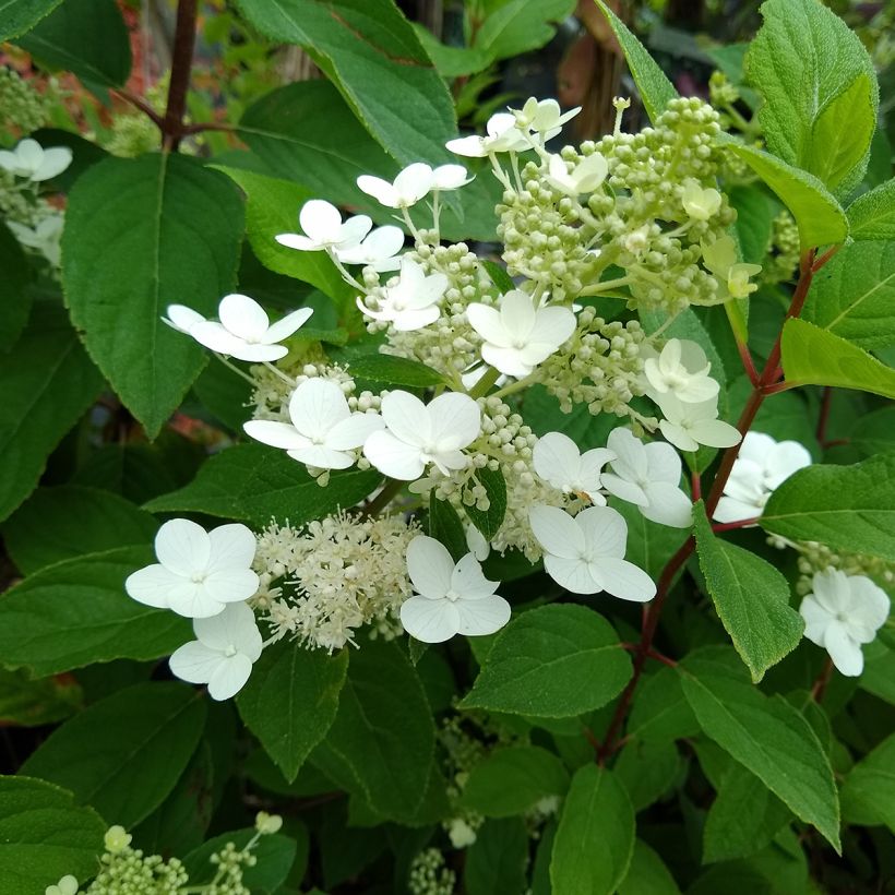 Hydrangea paniculata Kyushu - Hortensia paniculé (Foliage)
