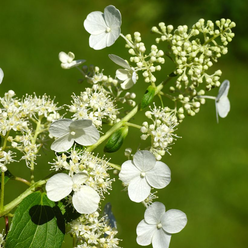 Hydrangea paniculata Kyushu - Hortensia paniculé (Flowering)