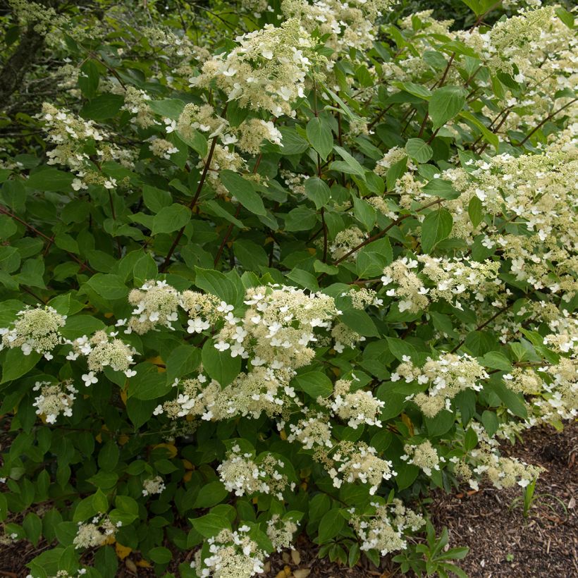 Hydrangea paniculata Kyushu - Hortensia paniculé (Plant habit)