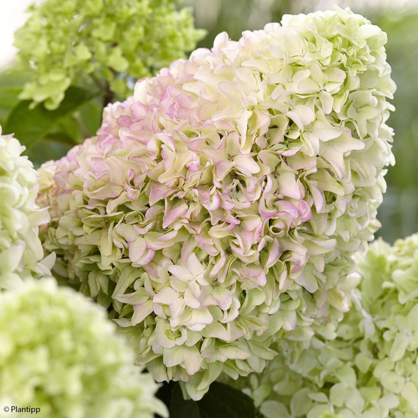 Hydrangea paniculata Little Fraise - hydrangéa paniculé (Flowering)