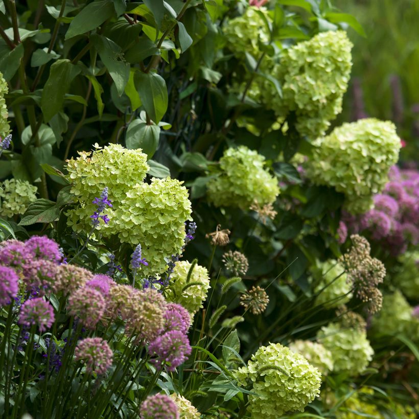 Hydrangea paniculata Little Lime - Hortensia paniculé (Plant habit)