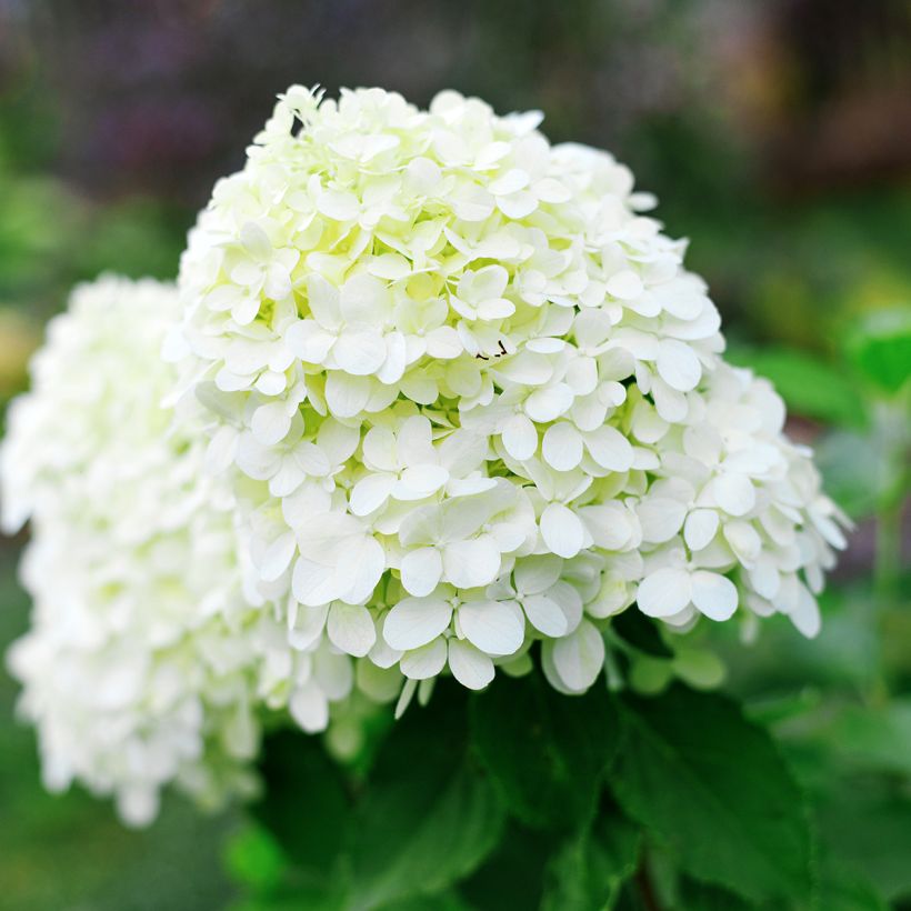 Hydrangea paniculata Little Spooky - Hortensia paniculé (Flowering)