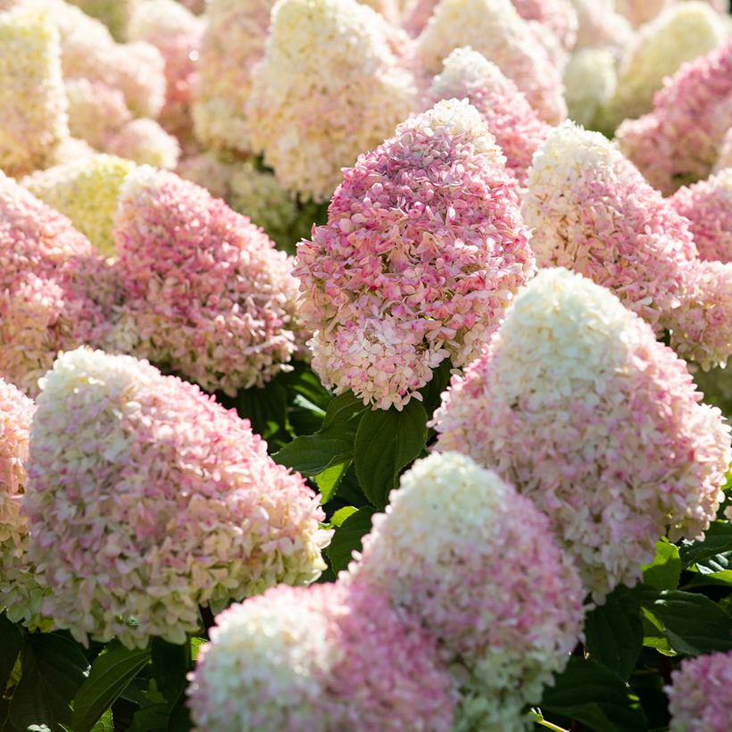Hydrangea paniculata Living Candy Love - Hortensia paniculé (Floraison)