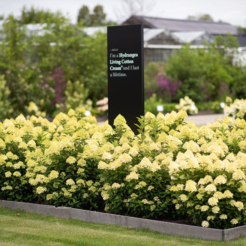 Hydrangea paniculata Living Cotton Cream - Hortensia paniculé (Plant habit)