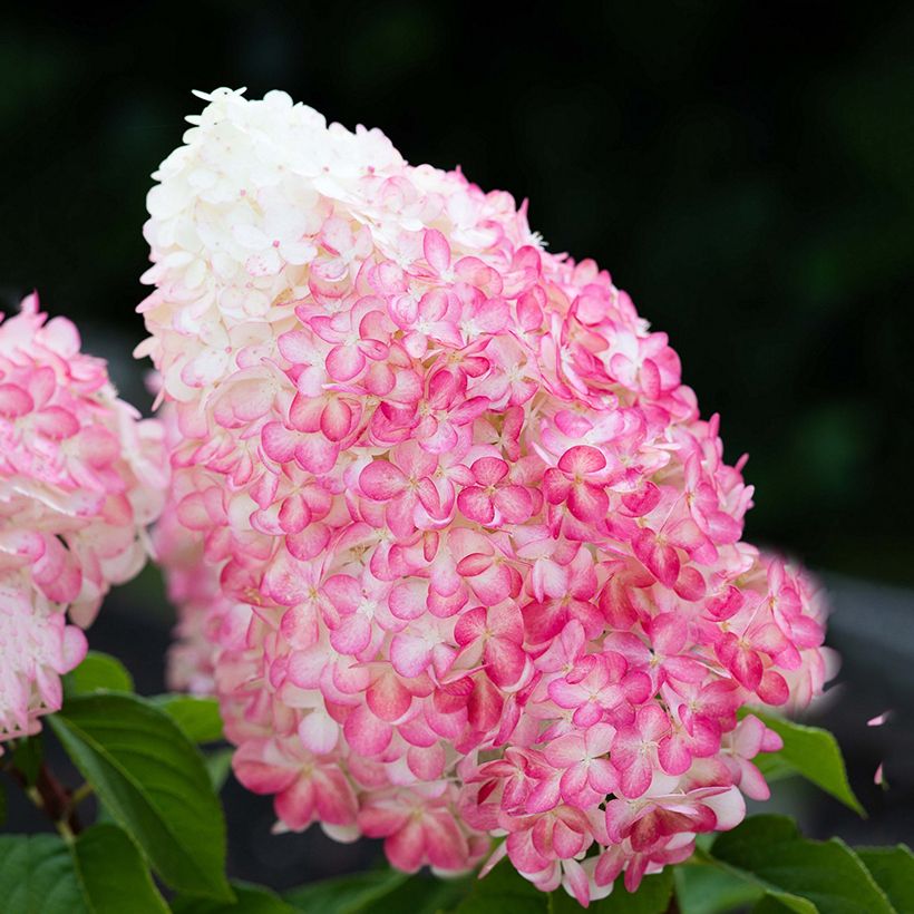 Hydrangea paniculata Living Pink & Rose  - Hortensia paniculé (Flowering)
