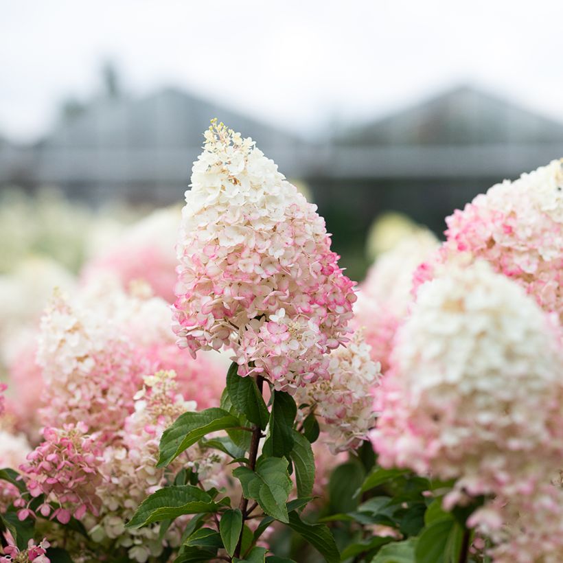 Hydrangea paniculata Living Strawberry Blossom - Hortensia paniculé (Flowering)