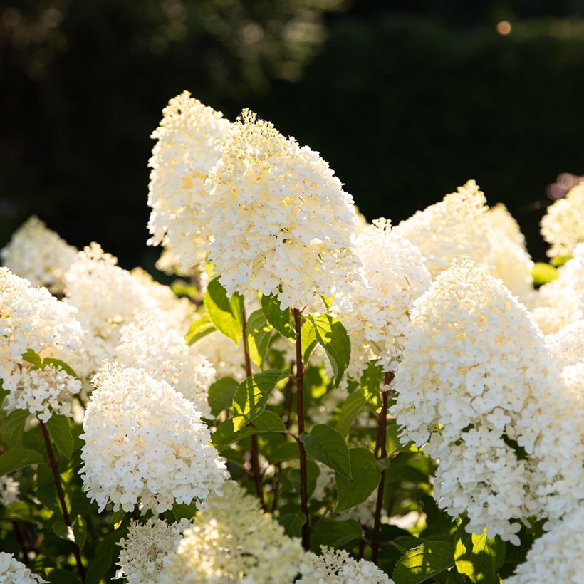 Hydrangea paniculata Living Sugar Rush - Hortensia paniculé (Floraison)
