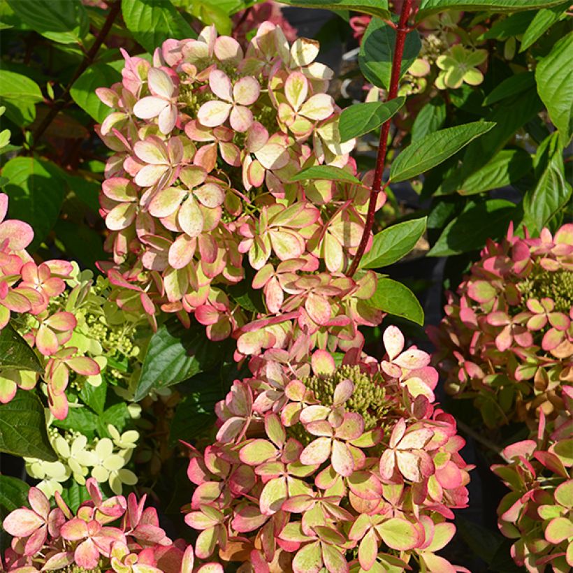 Hydrangea paniculata Pastelgreen - Hortensia paniculé (Foliage)